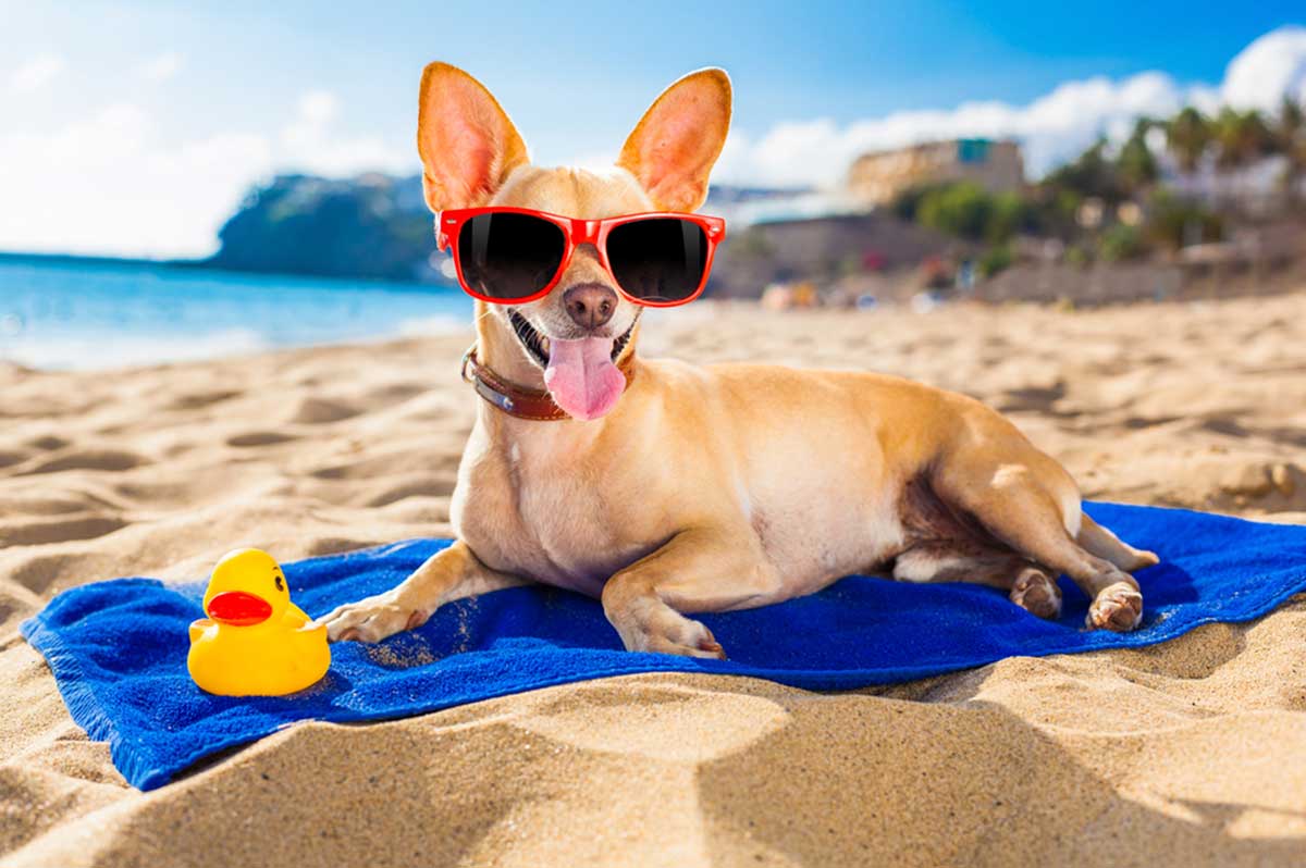 Cuidados de la piel de tu perro en verano